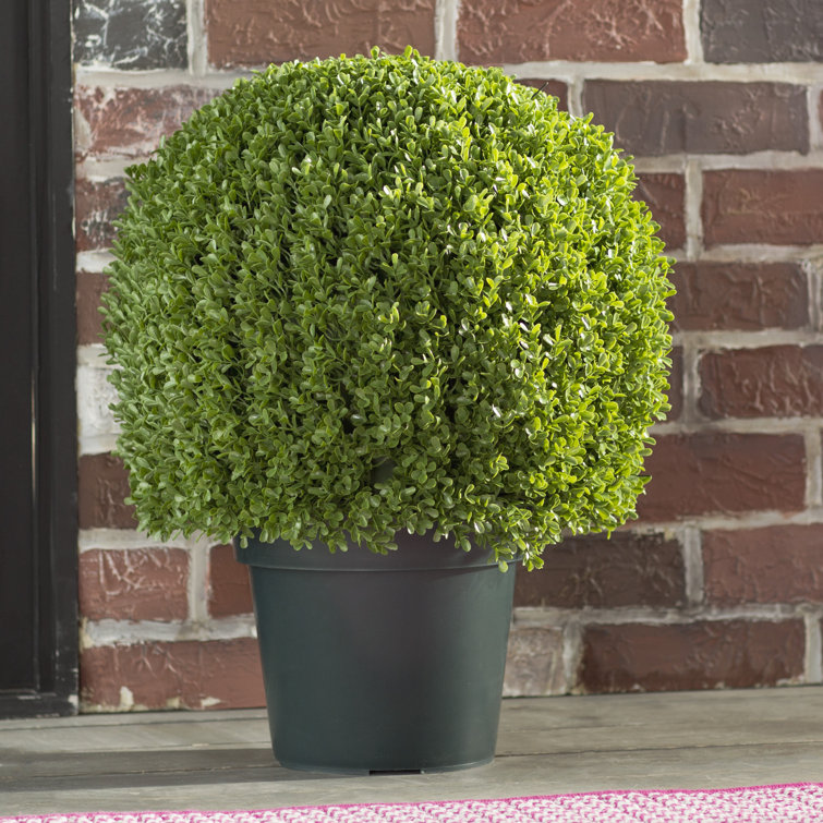 Charlton Home® 13" Round Artificial Boxwood Topiary in Pot & Reviews Wayfair